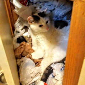 Meet your Posher, Elaine